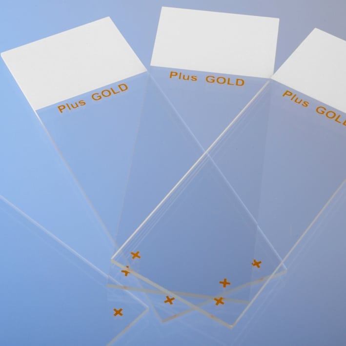 Objektträger SuperFrost Plus Gold